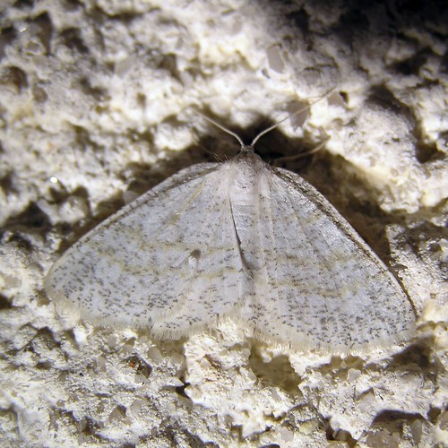 Cabera pusaria - Cabère virginale - Common White Wave - 12/08/12