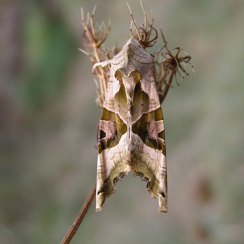 Phlogophora meticulosa - La Méticuleuse ou  La Craintive  - The Angle Shades - 17/09/12