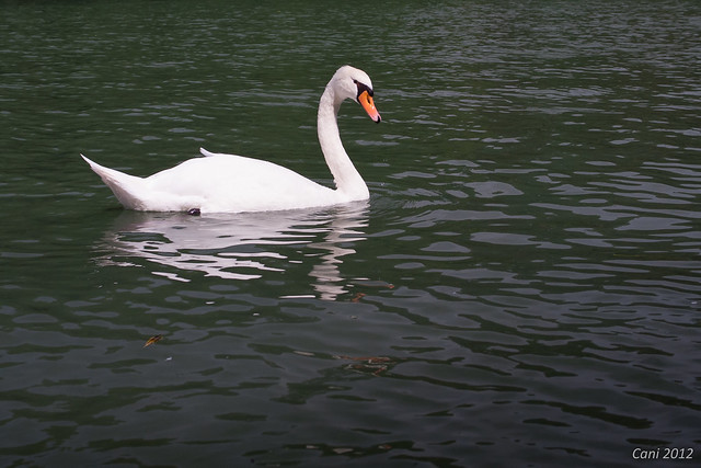 Voilier et Cygne [E-P2 et 25mm f/1.4] 7851676674_3ff6bf3d5d_z