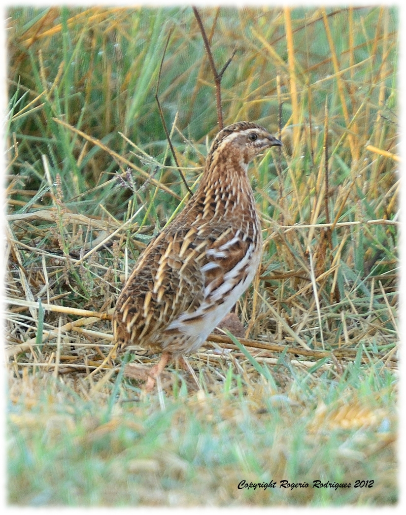 Coturnix coturnix ( Quail ) Cordoniz 