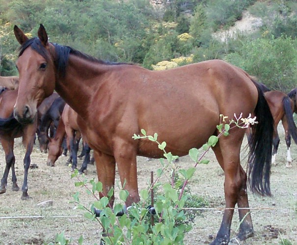 Equus caballus 7987572046_1f2afc9ffb_o