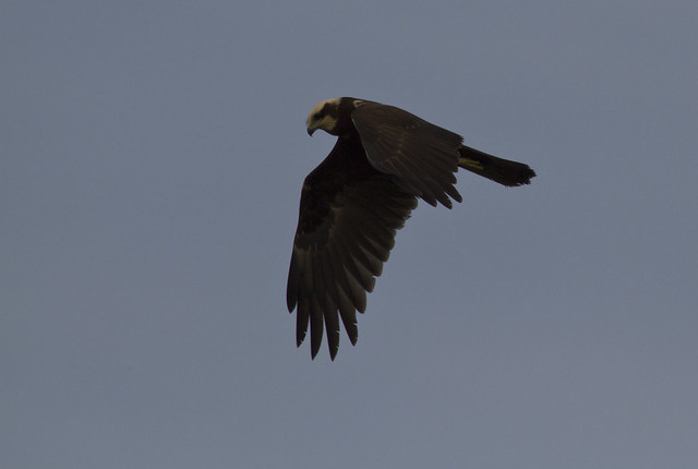 Vogelwaarnemingen buiten de KM - Pagina 25 7928171626_5d54f94e0b_z