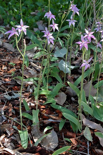 Caladenia latifolia [devinette] 7991520746_05e93f0244