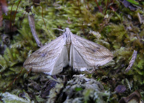 Evergestis forficalis  - Pyrale des choux -  Garden Pebble - 19/08/12