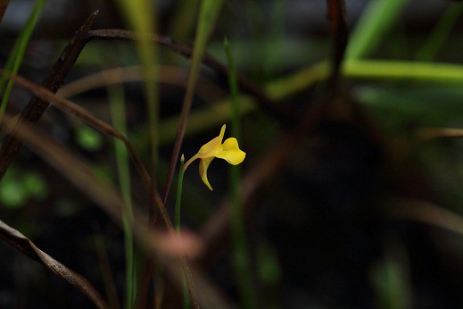 Os tesouros de Macau II (feat. Utricularia) 7982374858_d36b28696c_z