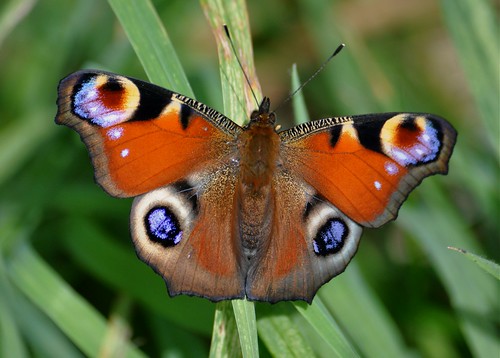 Inachis io - Paon du jour - European Peacock butterfly - 26/08/12