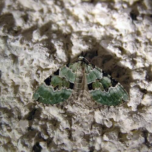 Colostygia pectinataria - La Cidarie verdâtre - The Green Carpet - 02/09/12