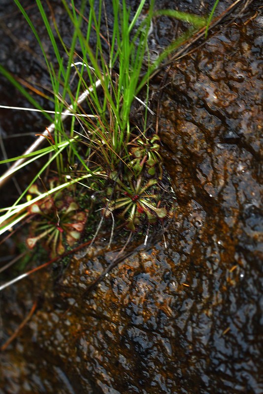 Os tesouros de Macau I (feat. Drosera spatulata) 7982305372_29b405ca84_c