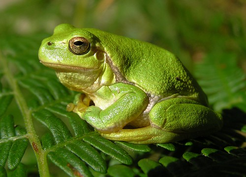 Hyla arborea - Common Tree Frog - Rainette verte - 07/09/12