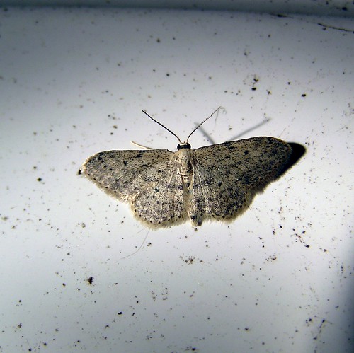 Scopula marginepunctata - La Frange picotée ou l'Acidalie picotée - Mullein Wave - 02/09/12