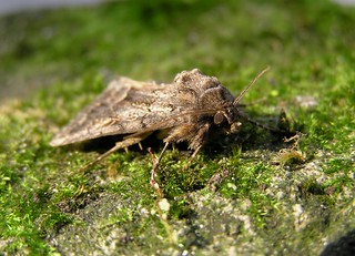 Thalpophila matura - La Noctuelle cythérée - Straw Underwing - 04/09/12