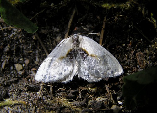 Cilix glaucata - La Petite Epine - The Chinese Character - 05/09/12