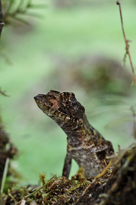 Costa Rica Herp-Trip 7992772454_54a8f81ee7_c