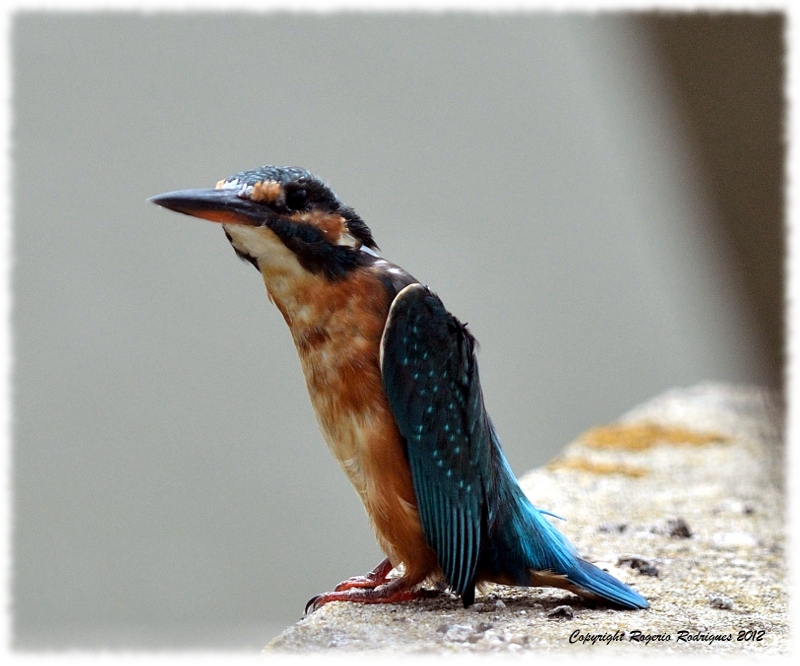 Alcedo atthis ( kingfisher ) Guarda Rios 