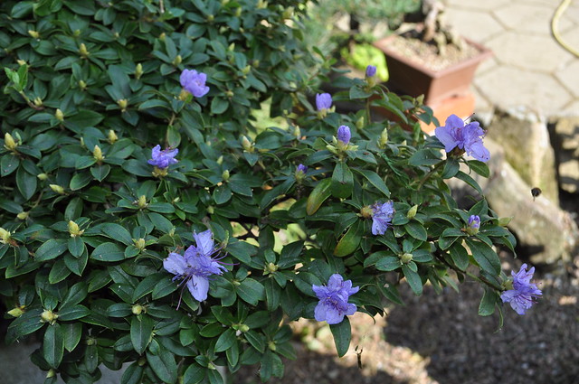 Azaleia Azul-Rhododendron Blue Diamond 7956283746_004bce5457_z