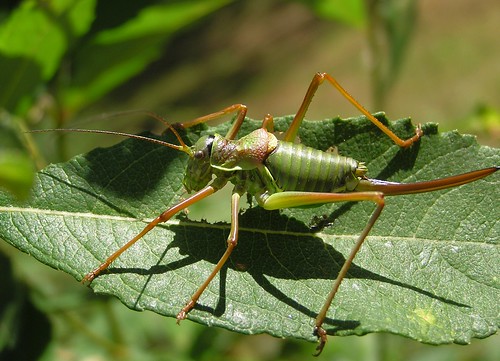 Ephippiger diurnus - Ephippigère des vignes (♀) - 07/09/12