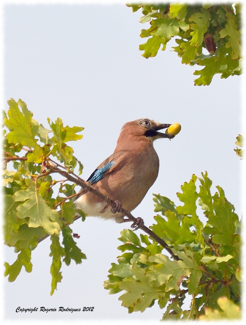 Garrulus glandarius (Eurasian Jay) Gaio 