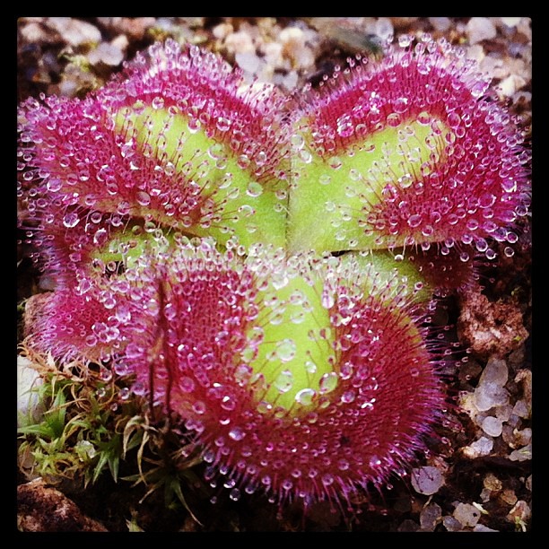 Pour commencer les première photo de drosera  8404726658_c52a3fab16_z