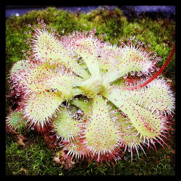 Pour commencer les première photo de drosera  8395942877_1b1be73aee_z