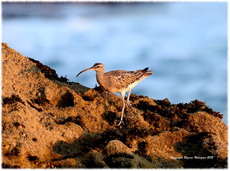 Numenius phaeopus (Whimbrel )Maçarico galego