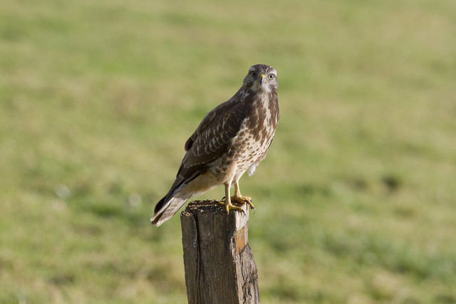 Leuke vogelwaarnemingen - Pagina 9 8080085956_fd69fb6414_z