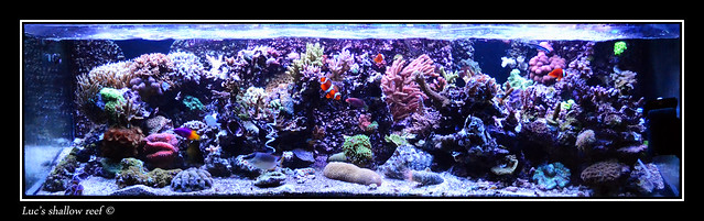 Luc's shallowreef tank 8105940836_c7f23ac9fd_z