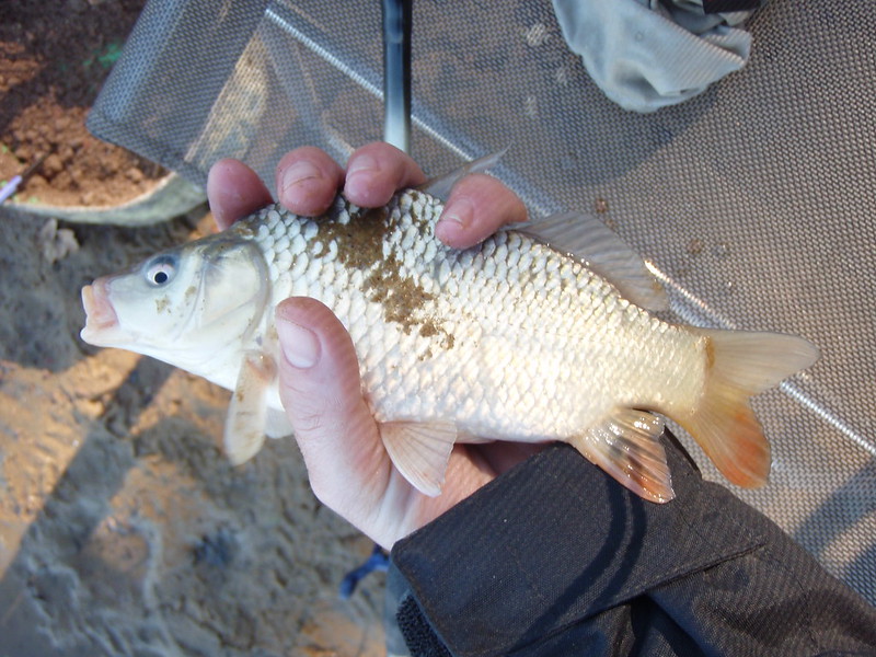 Session peche novembre 2012 etang de moutiers Yonne