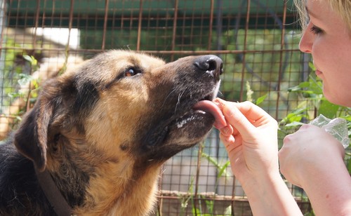 Moro - la nobleza personificada - ADOPTADO 8236829927_2f4dde7550