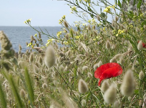 37ème Concours photo Clic-Clac : Mai 2013 - Nature en fleurs (participation) - Page 2 8239299262_11d76de91e