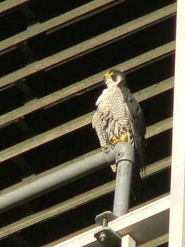 Tom, posing on new spot