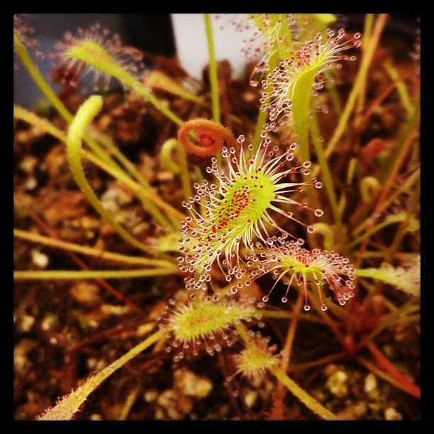 Pour commencer les première photo de drosera  8401862127_7de5f3c132_z