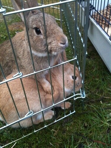 Arlo, male rabbit, Tyne and Wear 8446412341_78b17cffc8