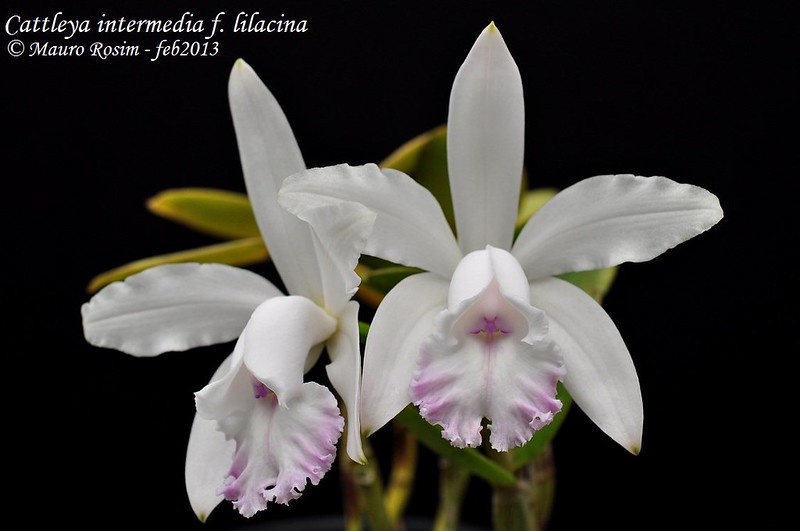 Cattleya intermedia f. lilacina 8505877936_b7b90d11e2_c