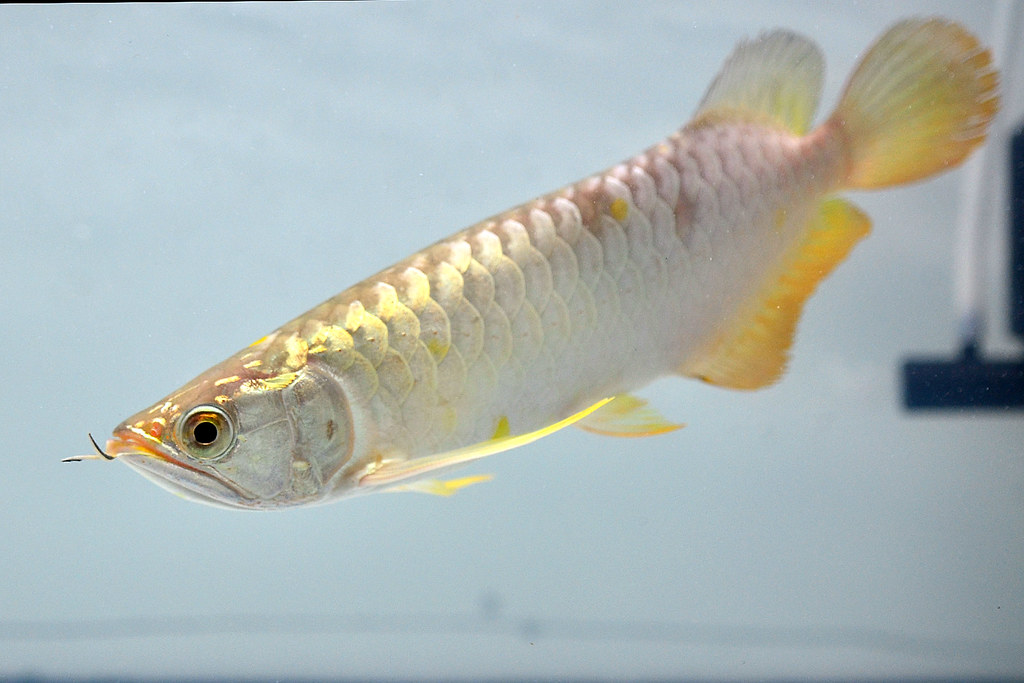 Superhighback Arowana dari sy dipersembahkan.... - Page 3 8464299213_c2db2db356_b