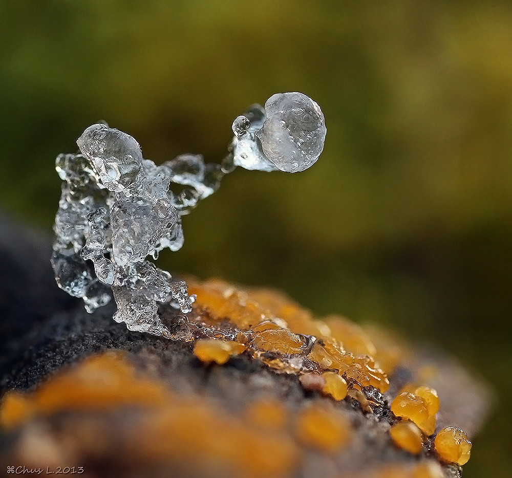 Dracrymyces stillatus y caprichos helados  8463009454_75d5c0a201_b