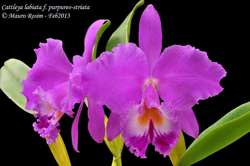 Cattleya labiata f. purpureo-striata 8498397823_4449030e6f_c