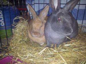 Alan and Sox, bonded pair, Tyne and Wear 8642880528_c29379e919