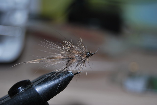 The missing link  - Or the step between wet fly and streamer..... 8713835997_0e1a681ffd_z