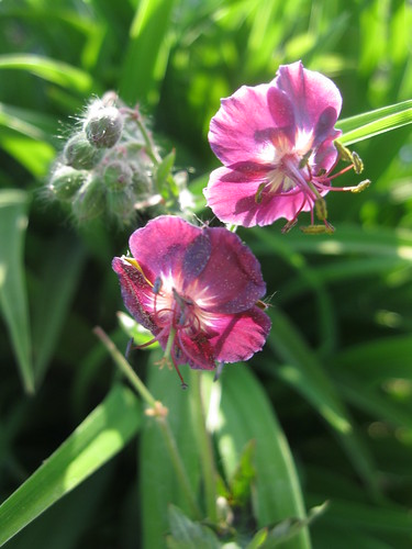 Geranium phaeum