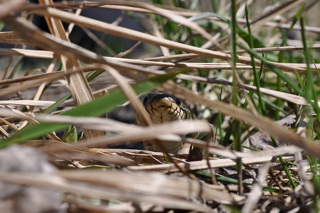 Herping in eastern austria .... Update ;) 8646256798_335d33d6b1_z