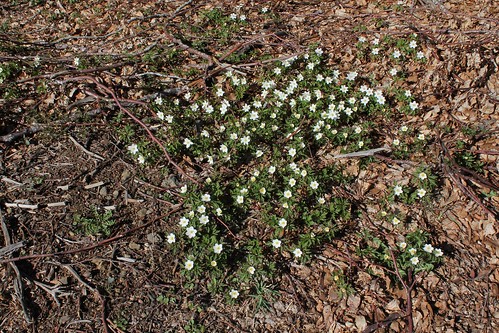 Anemone nemorosa