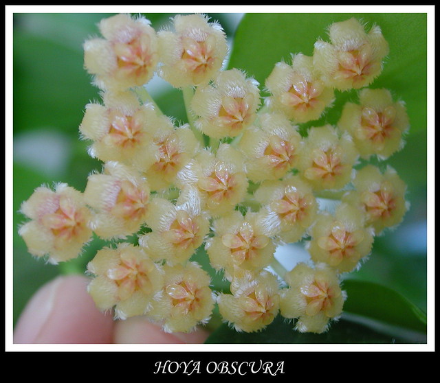 Hoya obscura