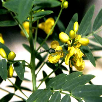 العشبة التي اوصانا الرسول صلى الله عليه وسلم بها "السنا المكي" Cassia-angustifolia-1b