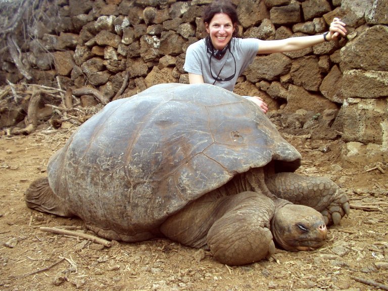 تصویر لاکپشت زمینی Tortoise-lori-big