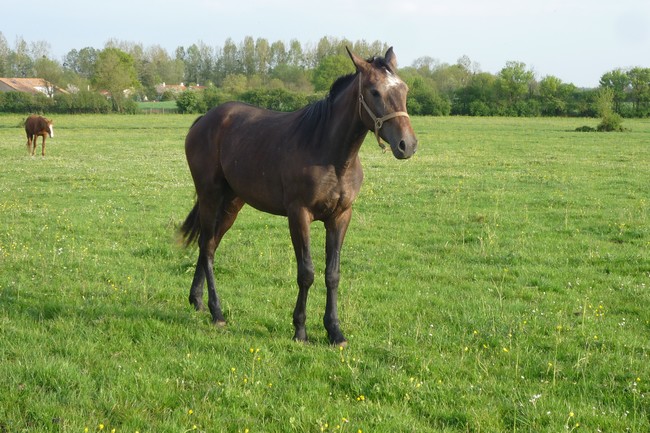 BAKARA 2 ans MONTABLE Bakara-pre