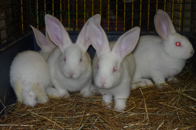 Stone, Sarah, Suzy et Sally (Lapins) 2 mois Lapine-sally-sarah-stone-suzy