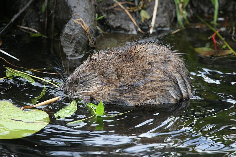 un brochet attaque un canard Muskrat_wikimedia_commons