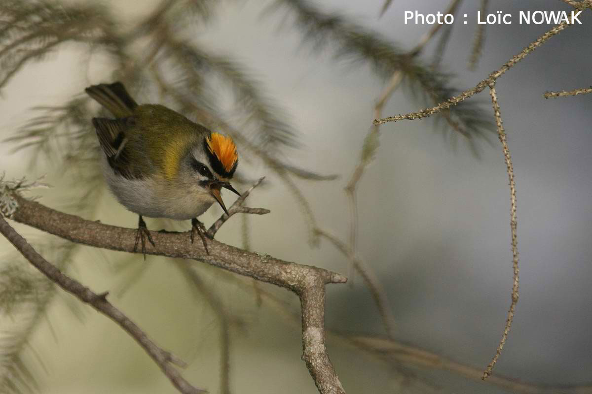 oiseaux ? OiseauxRoitelet_Triple_Bandeau