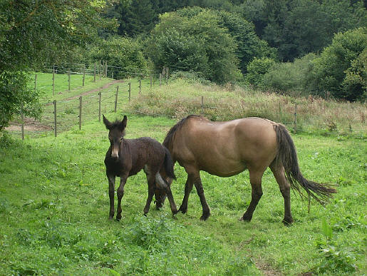 Provence / Belgique : 31 Août 2008 SL370306