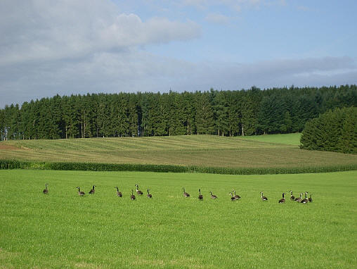 Provence / Belgique : 31 Août 2008 SL370337